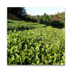 月ヶ瀬健康茶園 自然栽培 煎茶ほうじ 在来 50g