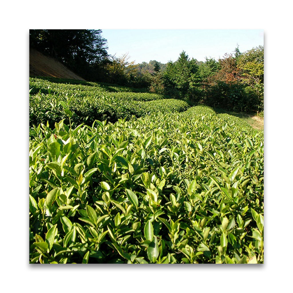 月ヶ瀬健康茶園 自然栽培 萎凋煎茶　在来 50g