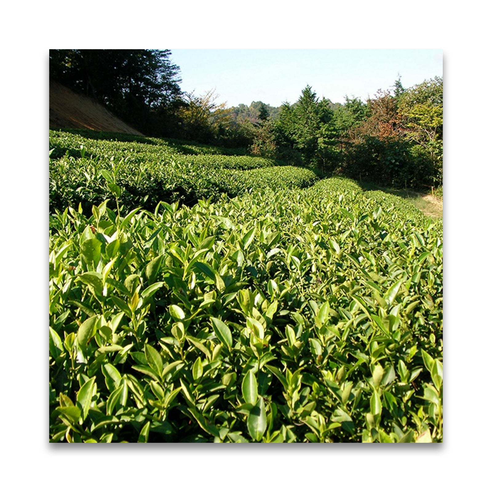 月ヶ瀬健康茶園 自然栽培 萎凋煎茶　在来 50g