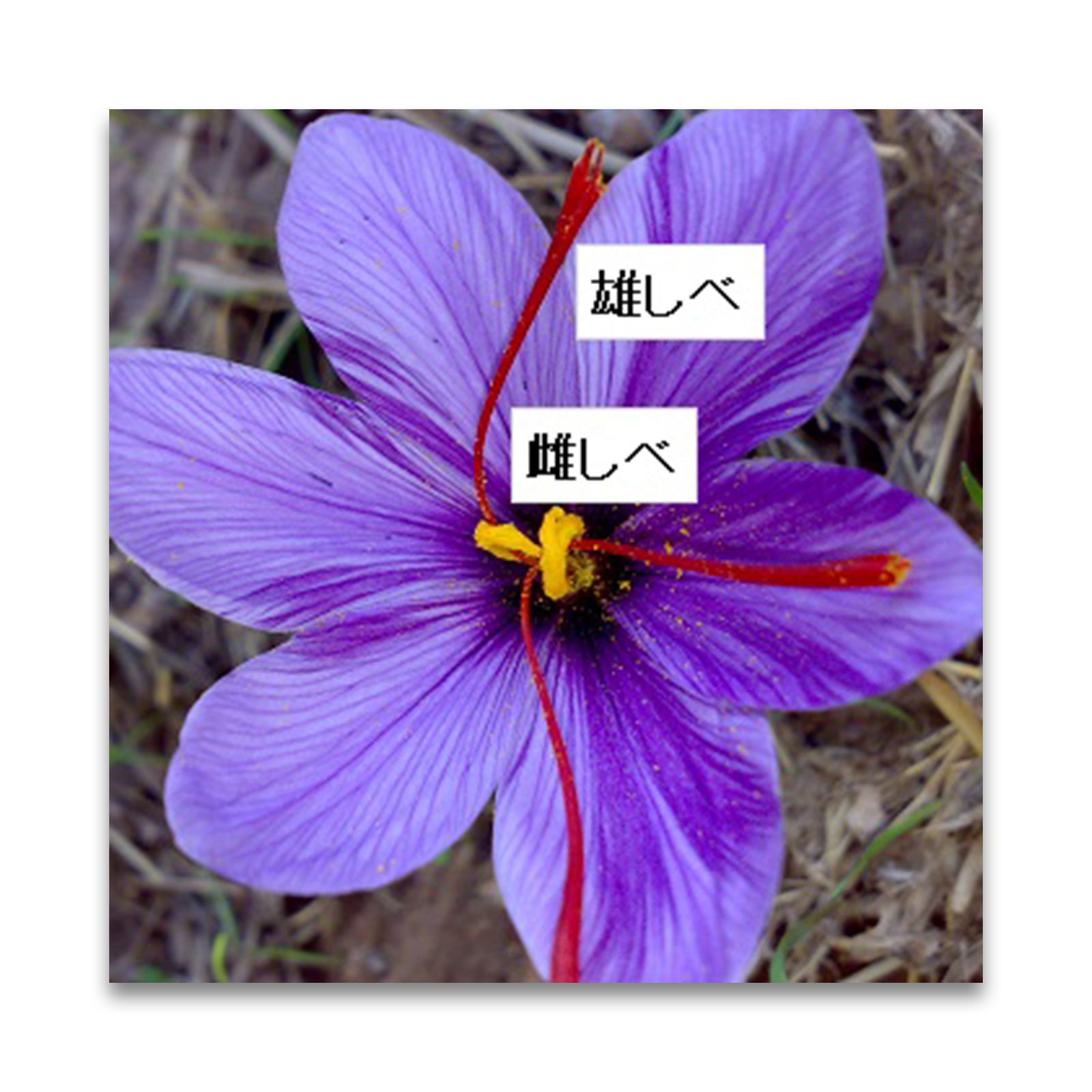 バイオシード サフラン (最高品質) 2g