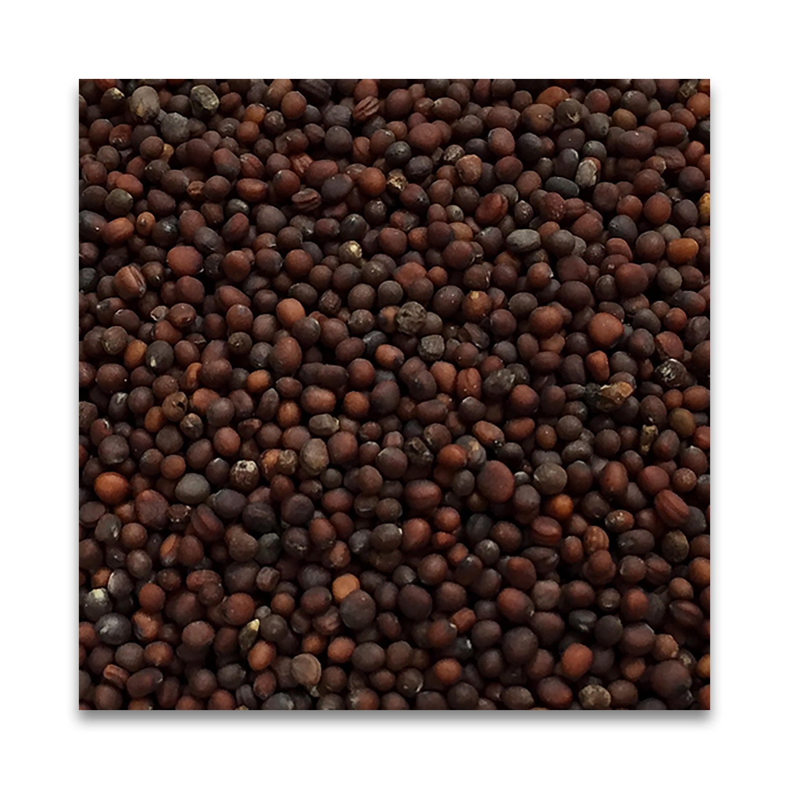 N HARVEST 有機ブラックマスタードシード 20g
