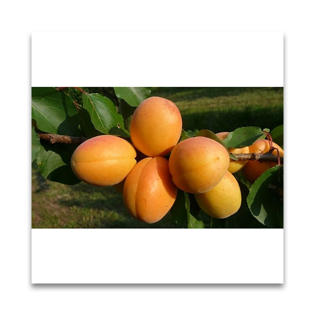 ラ・クチネッタ　アプリコットのジャム 250g